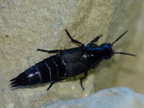 Quedius dilatatus
