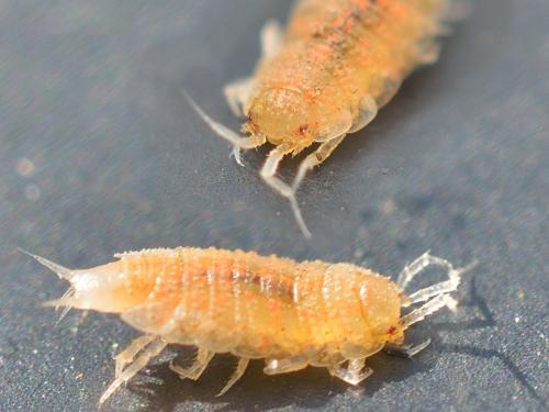 Trichoniscoides sp.