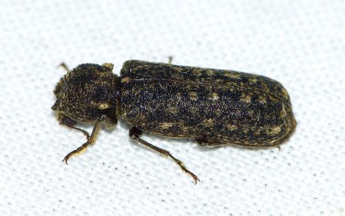 Lichenophanes varius