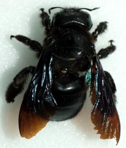 Xylocopa valga