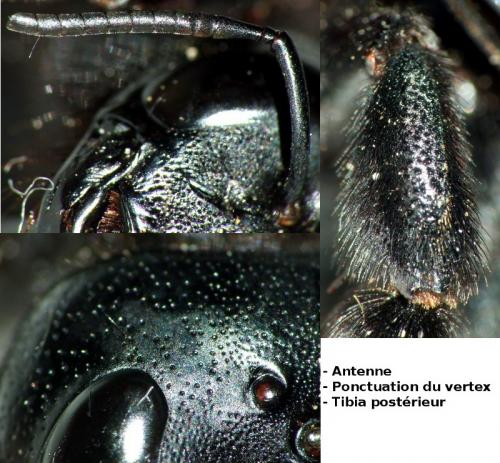 Réf. 146 452 : Xylocopa valga
