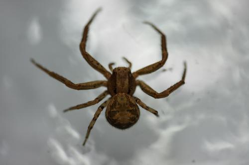 Xysticus sp.