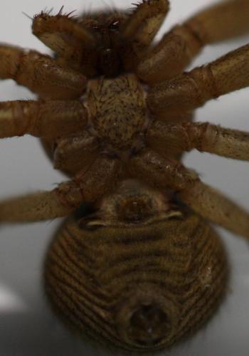 Réf. 146 398 : Xysticus sp.