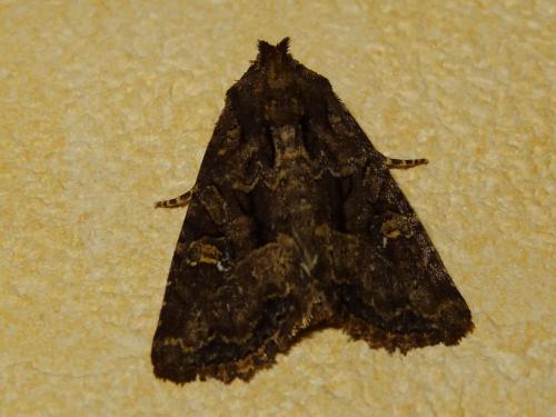 Réf. 146 347 : Mesapamea sp.