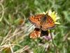 146935 – Photo : David Sannier – France (66)