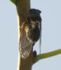 146933 – Photo : Bscrl – France (84)