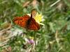 146937 – Photo : David Sannier – France (66)