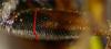 146159 – Photo : Arthropa - Benoit Martha – France (71)