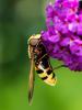 146861 – Photo : Daniel Verdier – France (44)