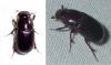 Acrossus rufipes