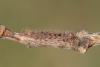 146140 – Photo : Insectesidf – France (61)