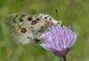 146300 – Photo : Pierre SENGEZ – France (04)