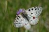 146299 – Photo : Pierre SENGEZ – France (04)