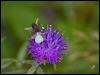 146481 – Photo : Josselyne Bayle – France (33)