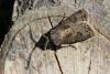 146728 – Photo : Insectesidf – France (61)