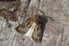 146730 – Photo : Insectesidf – France (61)