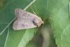 146731 – Photo : Insectesidf – France (61)