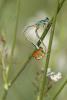 146427 – Photo : Marc Solari – France (68)