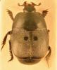 Hypocaccus specularis