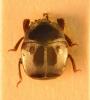 Saprinus politus