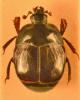 Saprinus tenuistrius sparsutus