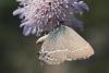 146428 – Photo : Michel Mathieu – France (84)