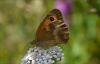 146311 – Photo : Andgelo Mombert – France (39)