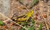 146903 – Photo : Andgelo Mombert – France (38)