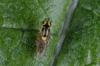146000 – Photo : Fabricius – France (13)