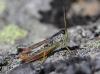 146030 – Photo : Duborget Robin – France (74)