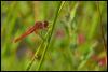 146668 – Photo : Josselyne Bayle – France (33)