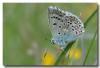 146961 – Photo : DUBOIS Yves – France (01)