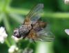 146850 – Photo : Guénael Hallart – France (02)
