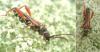 Stenopterus rufus