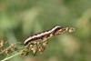146141 – Photo : Insectesidf – France (05)