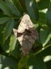 Macroglossum stellatarum