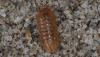 Armadillidium vulgare