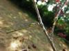 146881 – Photo : Bastentomo44 – France (44)