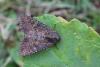 146070 – Photo : Insectesidf – France (61)