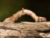 146660 – Photo : Vincent Derreumaux – France (26)