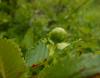 146345 – Photo : Yannick Mourgues – France (34)