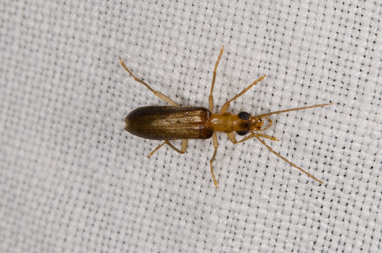 Fabricius - Nacerdes (Xanthochroa) carniolica - réf. 146597 (1300 x 861 pixels, 205 ko)