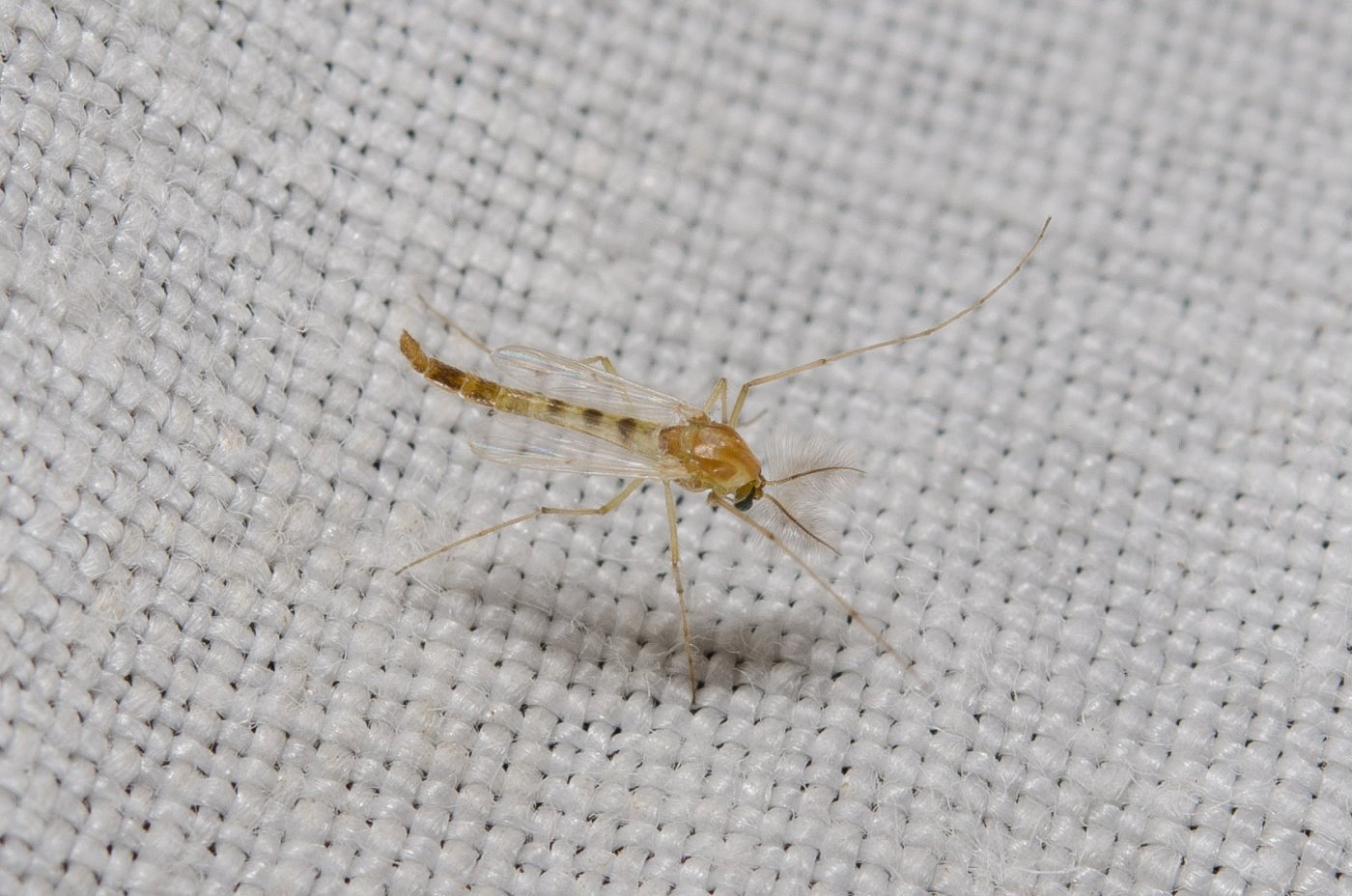 Fabricius - Chironomus sp. - réf. 146413 (1400 x 928 pixels, 210 ko)