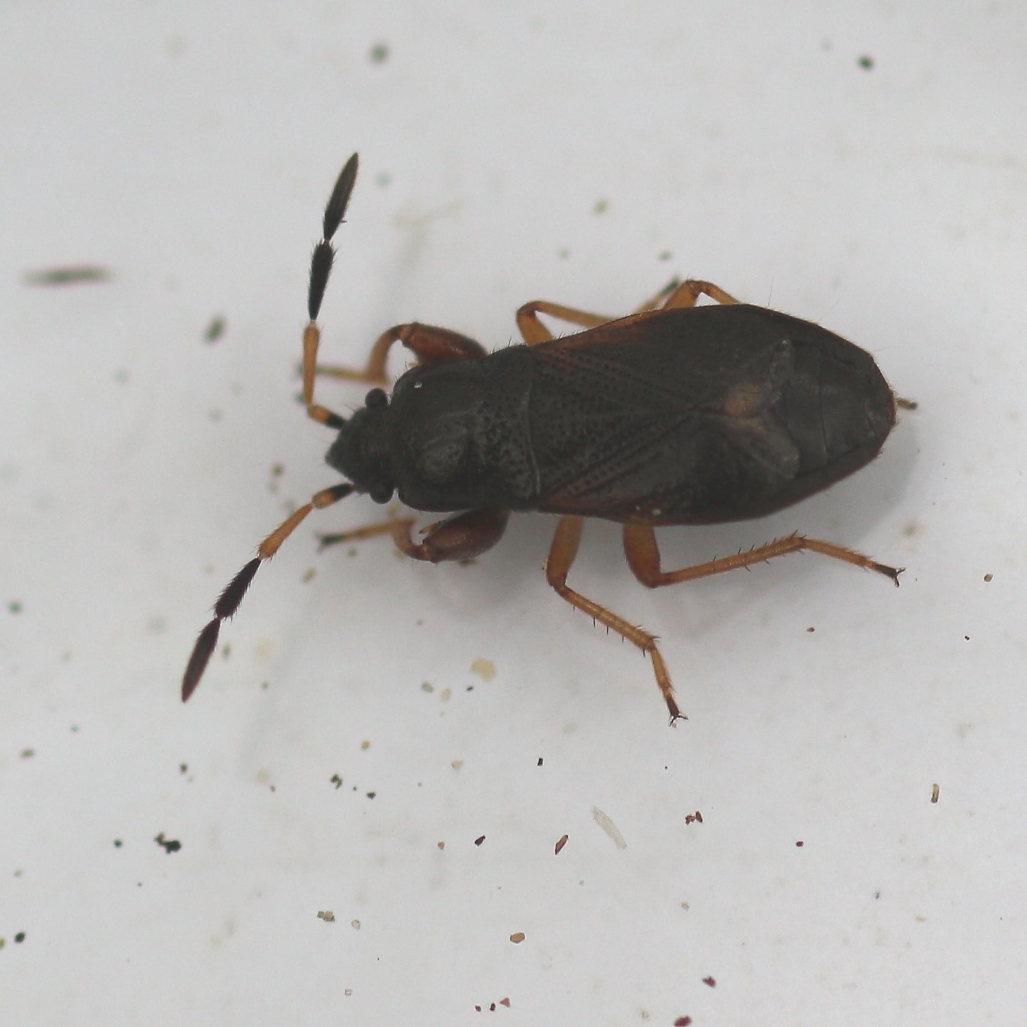 Anonyme - Megalonotus antennatus - réf. 146459 (1500 x 1500 pixels, 161 ko)