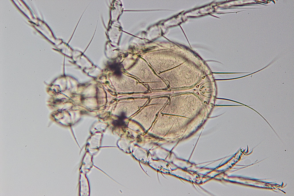 Olivier9099 - Arrenurus sp. - réf. 146169 (1024 x 682 pixels, 193 ko)