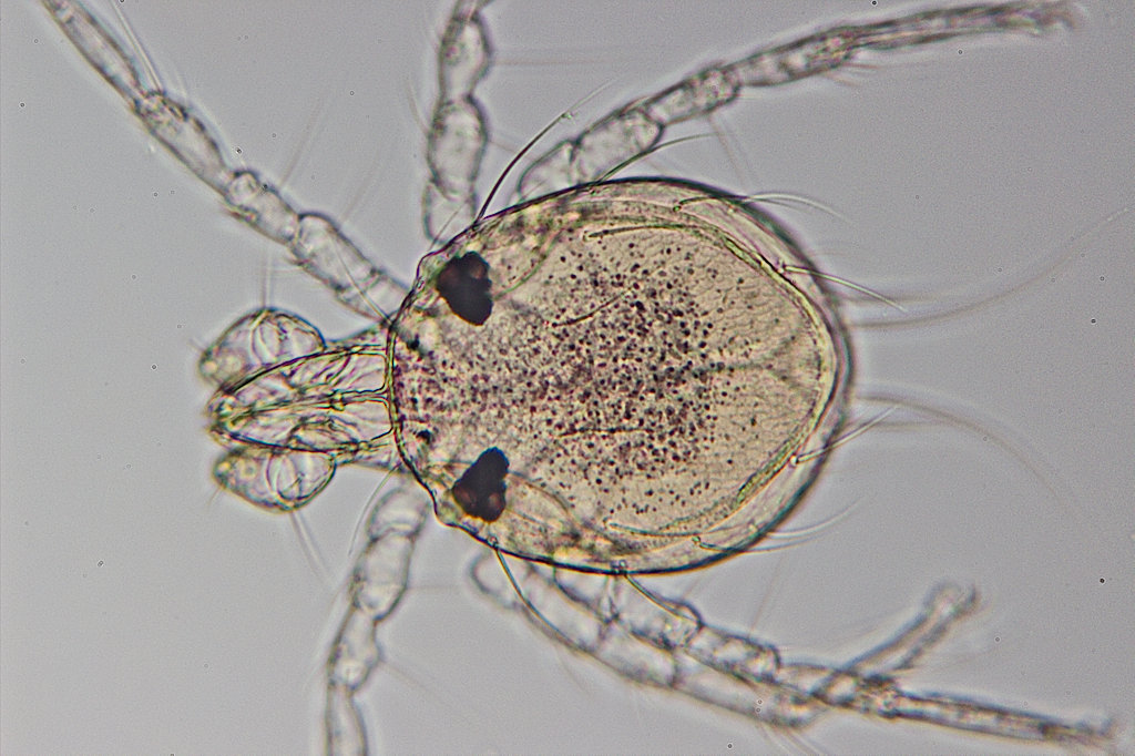 Olivier9099 - Arrenurus sp. - réf. 146170 (1024 x 682 pixels, 181 ko)
