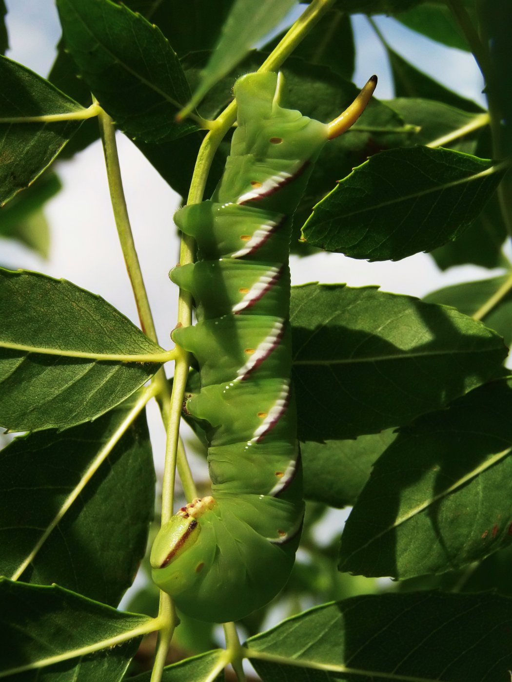 Bastentomo44 - Sphinx ligustri - réf. 146886 (1050 x 1400 pixels, 204 ko)