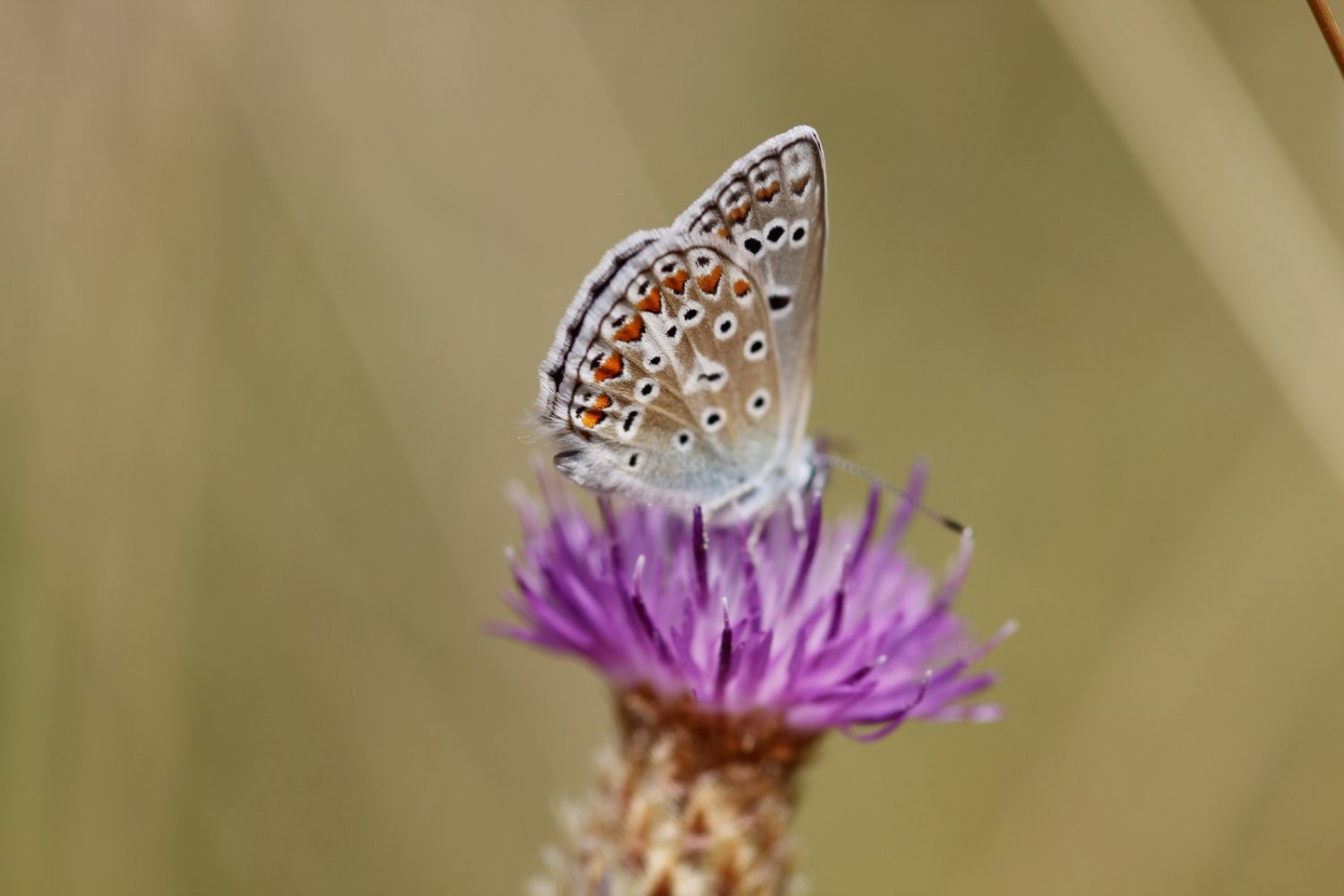 Anonyme - Polyommatus (Polyommatus) sp. - réf. 146566 (1500 x 1000 pixels, 85 ko)