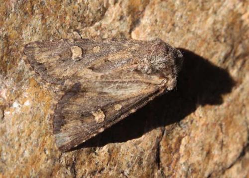 Réf. 147 533 : Luperina testacea