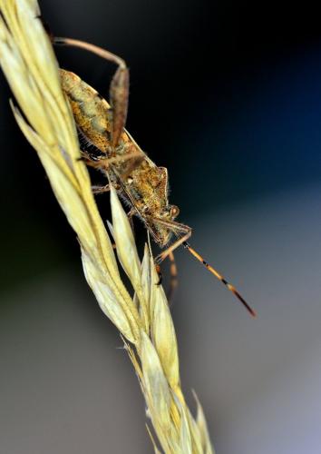 Camptopus lateralis